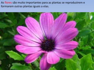 As flores são muito importantes para as plantas se reproduzirem e
formarem outras plantas iguais a elas.