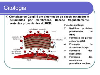 Citologia
4) Complexo de Golgi: é um amontoado de sacos achatados e
   delimitados por membranas. Recebe freqüentemente
   vesículas provenientes do RER.
                                        Funções do Golgi:
                                        2) Modificar proteínas
                                            provenientes       do
                                            RER;
                                        3) Formação da parede
                                            celular vegetal;
                                        4) Formação            do
                                            acrossoma do sptz;
                                        5) Formação           dos
                                            lisossomos;
                                        6) Formação           das
                                            membranas
                                            plasmática, nuclear;
 