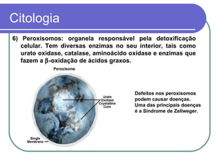 Citologia
6) Peroxisomos: organela responsável pela detoxificação
   celular. Tem diversas enzimas no seu interior, tais como
   urato oxidase, catalase, aminoácido oxidase e enzimas que
   fazem a β-oxidação de ácidos graxos.




                                        Defeitos nos peroxisomos
                                        podem causar doenças.
                                        Uma das principais doenças
                                        é a Síndrome de Zellweger.
 