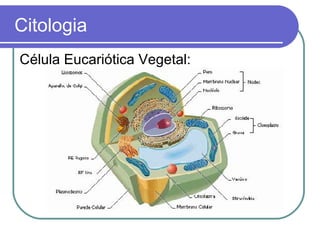 Citologia
Célula Eucariótica Vegetal:
 