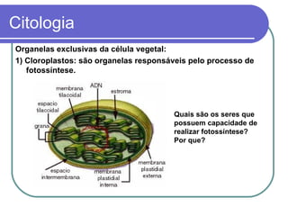 Citologia
Organelas exclusivas da célula vegetal:
1) Cloroplastos: são organelas responsáveis pelo processo de
   fotossíntese.




                                       Quais são os seres que
                                       possuem capacidade de
                                       realizar fotossíntese?
                                       Por que?
 