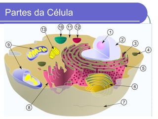Partes da Célula
 
