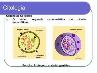 Citologia
 Organelas Celulares
 2)  O núcleo: organela      característica   das   células
     eucarióticas.




          Função: Proteger o material genético.
 