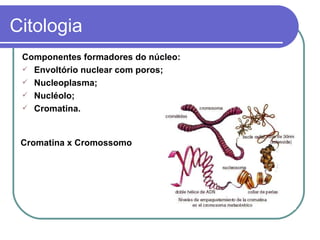 Citologia
 Componentes formadores do núcleo:
  Envoltório nuclear com poros;
  Nucleoplasma;
  Nucléolo;
  Cromatina.



 Cromatina x Cromossomo
 