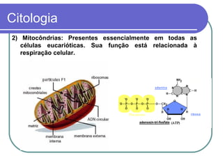 Citologia
2) Mitocôndrias: Presentes essencialmente em todas as
   células eucarióticas. Sua função está relacionada à
   respiração celular.
 
