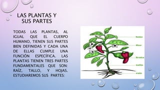 LAS PLANTAS Y 
SUS PARTES 
TODAS LAS PLANTAS, AL 
IGUAL QUE EL CUERPO 
HUMANO, TIENEN SUS PARTES 
BIEN DEFINIDAS Y CADA UNA 
DE ELLAS CUMPLE UNA 
FUNCIÓN ESPECÍFICA. LAS 
PLANTAS TIENEN TRES PARTES 
FUNDAMENTALES QUE SON: 
RAÍZ, TALLO, Y HOJAS. 
ESTUDIAREMOS SUS PARTES: 
 