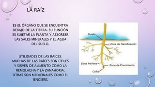 LA RAÍZ 
ES EL ÓRGANO QUE SE ENCUENTRA 
DEBAJO DE LA TIERRA. SU FUNCIÓN 
ES SUJETAR LA PLANTA Y ABSORBER 
LAS SALES MINERALES Y EL AGUA 
DEL SUELO. 
UTILIDADES DE LAS RAÍCES: 
MUCHAS DE LAS RAÍCES SON ÚTILES 
Y SIRVEN DE ALIMENTO COMO LA 
REMOLACHA Y LA ZANAHORIA; 
OTRAS SON MEDICINALES COMO EL 
JENGIBRE. 
 