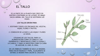 EL TALLO 
ES LA PARTE DE LA PLANTA QUE CRECE EN 
SENTIDO CONTRARIO AL DE LA RAÍZ, DE ABAJO 
HACIA ARRIBA, DEL TALLO SE SOSTIENEN LAS 
HOJAS. 
LOS TALLOS SIRVEN PARA: 
1. SOSTENER TODOS LOS ÓRGANOS DEL VEGETAL: 
HOJAS, FLORES Y FRUTOS. 
2. CONDUCIR DE LA RAÍZ A LAS HOJAS Y FLORES 
LA SAVIA. 
UTILIDAD DE LOS TALLOS: PARA LA 
ALIMENTACIÓN COMO LA CEBOLLA, LOS 
ESPÁRRAGOS Y MEDICINALES COMO LA QUINA Y 
LA CANELA, Y PARA LA INDUSTRIA COMO LA CAÑA 
DE AZÚCAR, EL LINO, EL SISAL. 
DE LOS ÁRBOLES TAMBIÉN SE SACA LA MADERA 
PARA HACER MUEBLES Y PAPEL, IGUALMENTE SE 
EXTRAE LA RESINA PARA SACAR EL CAUCHO. 
 