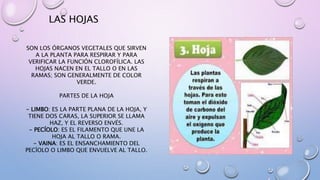LAS HOJAS 
SON LOS ÓRGANOS VEGETALES QUE SIRVEN 
A LA PLANTA PARA RESPIRAR Y PARA 
VERIFICAR LA FUNCIÓN CLOROFÍLICA. LAS 
HOJAS NACEN EN EL TALLO O EN LAS 
RAMAS; SON GENERALMENTE DE COLOR 
VERDE. 
PARTES DE LA HOJA 
- LIMBO: ES LA PARTE PLANA DE LA HOJA, Y 
TIENE DOS CARAS, LA SUPERIOR SE LLAMA 
HAZ, Y EL REVERSO ENVÉS. 
- PECÍOLO: ES EL FILAMENTO QUE UNE LA 
HOJA AL TALLO O RAMA. 
- VAINA: ES EL ENSANCHAMIENTO DEL 
PECÍOLO O LIMBO QUE ENVUELVE AL TALLO. 
 