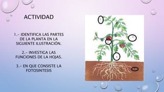 ACTIVIDAD 
1.- IDENTIFICA LAS PARTES 
DE LA PLANTA EN LA 
SIGUIENTE ILUSTRACIÓN. 
2.- INVESTIGA LAS 
FUNCIONES DE LA HOJAS. 
3.- EN QUE CONSISTE LA 
FOTOSINTESIS 
