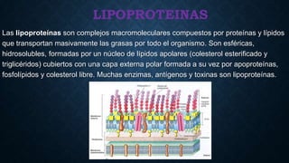LIPOPROTEINAS
Las lipoproteínas son complejos macromoleculares compuestos por proteínas y lípidos
que transportan masivamente las grasas por todo el organismo. Son esféricas,
hidrosolubles, formadas por un núcleo de lípidos apolares (colesterol esterificado y
triglicéridos) cubiertos con una capa externa polar formada a su vez por apoproteínas,
fosfolípidos y colesterol libre. Muchas enzimas, antígenos y toxinas son lipoproteínas.

 