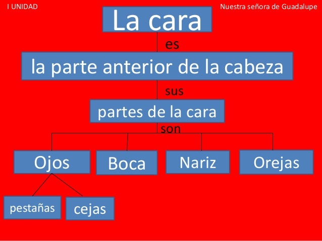 Partes de la cara