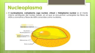 Partes de la celula eucariota vegetal | PPTX