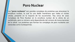 Poro Nuclear
• Los "poros nucleares" son grandes complejos de proteínas que atraviesan la
envoltura nuclear, la cual es una doble membrana que rodea al núcleo
celular, presente en la mayoría de los eucariontes. Hay cerca de 2000
Complejos de Poro Nuclear en la envoltura nuclear de la célula de un
vertebrado, pero su número varía dependiendo del número de transcripciones
de la célula. Las proteínas que forman los complejos de poro nucleares son
conocidas como nucleoporinas.

 