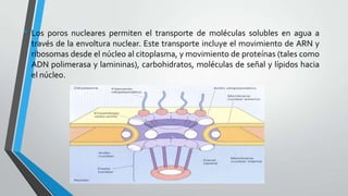• Los poros nucleares permiten el transporte de moléculas solubles en agua a
través de la envoltura nuclear. Este transporte incluye el movimiento de ARN y
ribosomas desde el núcleo al citoplasma, y movimiento de proteínas (tales como
ADN polimerasa y lamininas), carbohidratos, moléculas de señal y lípidos hacia
el núcleo.

 