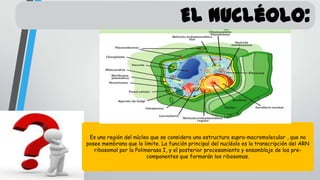 El nucléolo:

Es una región del núcleo que se considera una estructura supra-macromolecular , que no
posee membrana que lo limite. La función principal del nucléolo es la transcripción del ARN
ribosomal por la Polimerasa I, y el posterior procesamiento y ensamblaje de los precomponentes que formarán los ribosomas.

 