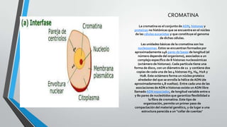 CROMATINA
La cromatina es el conjunto de ADN, histonas y
proteínas no histónicas que se encuentra en el núcleo
de las células eucariotas y que constituye el genoma
de dichas células.
Las unidades básicas de la cromatina son los
nucleosomas. Estos se encuentran formados por
aproximadamente 146 pares de bases de longitud (el
número depende del organismo), asociados a un
complejo específico de 8 histonas nucleosómicas
(octámero de histonas). Cada partícula tiene una
forma de disco, con un diámetro de 11 y contiene dos
copias de cada una de las 4 histonas H3, H4, H2A y
H2B. Este octámero forma un núcleo proteico
alrededor del que se enrolla la hélice de ADN (de
aproximadamente 1,8 vueltas). Entre cada una de las
asociaciones de ADN e histonas existe un ADN libre
llamado ADN espaciador, de longitud variable entre 0
y 80 pares de nucleótidos que garantiza flexibilidad a
la fibra de cromatina. Este tipo de
organización, permite un primer paso de
compactación del material genético, y da lugar a una
estructura parecida a un "collar de cuentas"

 