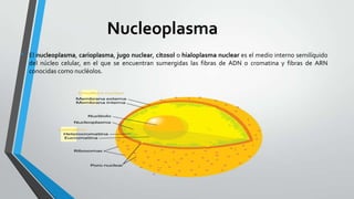 Nucleoplasma
•

El nucleoplasma, carioplasma, jugo nuclear, citosol o hialoplasma nuclear es el medio interno semilíquido
del núcleo celular, en el que se encuentran sumergidas las fibras de ADN o cromatina y fibras de ARN
conocidas como nucléolos.

 