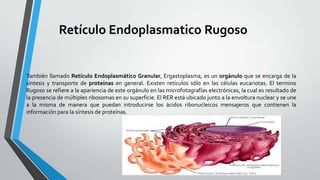 Retículo Endoplasmatico Rugoso
•

También llamado Retículo Endoplasmático Granular, Ergastoplasma, es un orgánulo que se encarga de la
síntesis y transporte de proteínas en general. Existen retículos sólo en las células eucariotas. El termino
Rugoso se refiere a la apariencia de este orgánulo en las microfotografías electrónicas, la cual es resultado de
la presencia de múltiples ribosomas en su superficie. El RER está ubicado junto a la envoltura nuclear y se une
a la misma de manera que puedan introducirse los ácidos ribonucleicos mensajeros que contienen la
información para la síntesis de proteínas.

 