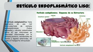 Retículo Endoplasmático Liso:

El retículo endoplasmático tiene
apariencia
de
una
red
interconectada
de
sistema
endomembranoso
(tubos
aplanados y sáculos comunicados
entre sí) que intervienen en
funciones relacionadas con la
síntesis proteica, metabolismo de
lípidos y algunos esteroides, así
como el transporte intracelular.

 