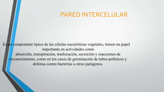 PARED INTERCELULAR

Es un componente típico de las células eucarióticas vegetales, tienen un papel
importante en actividades como
absorción, transpiración, traslocación, secreción y reacciones de
reconocimiento, como en los casos de germinación de tubos polínicos y
defensa contra bacterias u otros patógenos.

 
