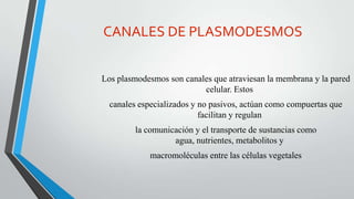 CANALES DE PLASMODESMOS
Los plasmodesmos son canales que atraviesan la membrana y la pared
celular. Estos
canales especializados y no pasivos, actúan como compuertas que
facilitan y regulan

la comunicación y el transporte de sustancias como
agua, nutrientes, metabolitos y
macromoléculas entre las células vegetales

 