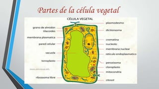 Partes de la célula vegetal

 