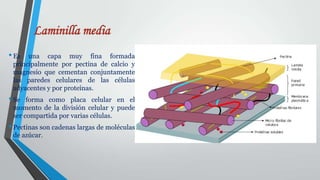 Laminilla media
• Es

una capa muy fina formada
principalmente por pectina de calcio y
magnesio que cementan conjuntamente
las paredes celulares de las células
adyacentes y por proteínas.

• Se

forma como placa celular en el
momento de la división celular y puede
ser compartida por varias células.

• Pectinas son cadenas largas de moléculas
de azúcar.

 