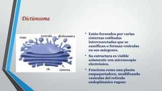 Dictionsoma
•

Están formados por varias
cisternas estibadas
interconectadas que se
ramifican o forman vesículas
en sus márgenes.

•

Su estructura es visible
solamente con microscopio
electrónico.

•

Funciona como una planta
empaquetadora, modificando
vesículas del retículo
endoplásmico rugoso

 