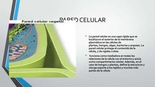 PARED CELULAR
•

•

La pared celular es una capa rígida que se
localiza en el exterior de la membrana
plasmática en las células de
plantas, hongos, algas, bacterias y arqueas. La
pared celular protege el contenido de la
célula, y da rigidez a ésta.
funciona como mediadora en todas las
relaciones de la célula con el entorno y actúa
como compartimiento celular. Además, en el
caso de hongos y plantas, define la estructura y
otorga soporte a los tejidos y muchas más
partes de la célula.

 