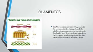 FILAMENTOS

•

Los filamentos de actina constituyen uno de
los componentes del citoesqueleto. En las
células animales se encuentran normalmente
localizados cerca de la membrana plasmática.
Se forman por la polimerización de dos tipos
de proteínas globulares: alfa y beta actina.

 