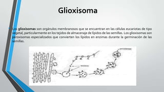 Glioxisoma
•

Los glioxisomas son orgánulos membranosos que se encuentran en las células eucariotas de tipo
vegetal, particularmente en los tejidos de almacenaje de lípidos de las semillas. Los glioxisomas son
peroxisomas especializados que convierten los lípidos en enzimas durante la germinación de las
semillas.

 
