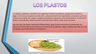 Los plastos, plástidos o plastidios son orgánulos celulares eucarióticos, propios de las plantas y
algas. Su función principal es la producción y almacenamiento de importantes compuestos químicos
usados por la célula. Así, juegan un papel importante en procesos como la fotosíntesis, la síntesis de
lípidos y aminoácidos, determinando el color de frutas y flores, entre otras funciones.
Hay dos tipos de plastos claramente diferenciados, según la estructura de sus membranas: los
plastos primarios, que se encuentran en la mayoría de las plantas y algas; y plastos secundarios, más
complejos, que se encuentran en el plancton.

 
