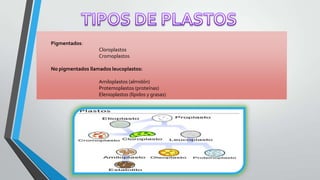 Pigmentados:
Cloroplastos
Cromoplastos
No pigmentados llamados leucoplastos:
Amiloplastos (almidón)
Protemoplastos (proteínas)
Elenioplastos (lípidos y grasas)

 