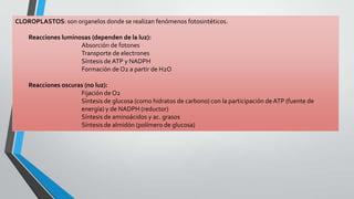 CLOROPLASTOS: son organelos donde se realizan fenómenos fotosintéticos.
Reacciones luminosas (dependen de la luz):
Absorción de fotones
Transporte de electrones
Síntesis de ATP y NADPH
Formación de O2 a partir de H2O
Reacciones oscuras (no luz):
Fijación de O2
Síntesis de glucosa (como hidratos de carbono) con la participación de ATP (fuente de
energía) y de NADPH (reductor)
Síntesis de aminoácidos y ac. grasos
Síntesis de almidón (polímero de glucosa)

 