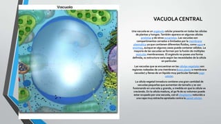 VACUOLA CENTRAL
Una vacuola es un orgánulo celular presente en todas las células
de plantas y hongos. También aparece en algunas células
protistas y de otros eucariotas. Las vacuolas son
compartimentos cerrados o limitados por la membrana
plasmática ya que contienen diferentes fluidos, como agua o
enzimas, aunque en algunos casos puede contener sólidos. La
mayoría de las vacuolas se forman por la fusión de múltiples
vesículas membranosas. El orgánulo no posee una forma
definida, su estructura varía según las necesidades de la célula
en particular.
Las vacuolas que se encuentran en las células vegetales son
regiones rodeadas de una membrana (tono plasto o membrana
vacuolar) y llenas de un líquido muy particular llamado jugo
celular.
La célula vegetal inmadura contiene una gran cantidad de
vacuolas pequeñas que aumentan de tamaño y se van
fusionando en una sola y grande, a medida en que la célula va
creciendo. En la célula madura, el 90 % de su volumen puede
estar ocupado por una vacuola, con el citoplasma reducido a
una capa muy estrecha apretada contra la pared celular.

 
