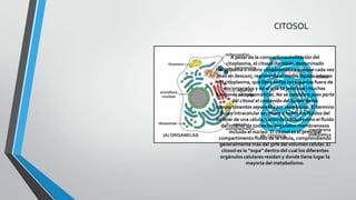CITOSOL

A pesar de la compartimentalización del
citoplasma, el citosol (también denominado
hialoplasma o matriz citoplasmática aunque cada vez
más en desuso), representa el medio líquido interno
del citoplasma, que llena todos los espacios fuera de
los organelos y en el que se producen muchas
funciones citoplasmáticas. No se considera pues parte
del citosol el contenido del lumen de los
compartimentos separados por membrana. El termino
fluido intracelular se refiere a todos los fluidos del
interior de una célula, tanto del citosol como el fluido
del interior de todos los organelos membranosos
incluido el núcleo. El citosol es el principal
compartimento fluido de la célula, comprendiendo
generalmente más del 50% del volumen celular. El
citosol es la “sopa” dentro del cual los diferentes
orgánulos celulares residen y donde tiene lugar la
mayoría del metabolismo.

 