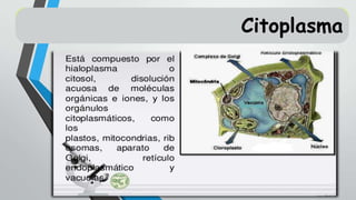Peroxisomas:
Citoplasma

 