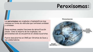 Peroxisomas:
Los peroxisomas son orgánulos citoplasmáticos muy
comunes en forma de vesículas que contienen oxidasas
y catalasas .
Estas enzimas cumplen funciones de detoxificación
celular. Como la mayoría de los orgánulos, los
peroxisomas solo se encuentran en células eucariotas.
Fueron descubiertos en 1965 por Christian de Duve y
sus colaboradores.

 