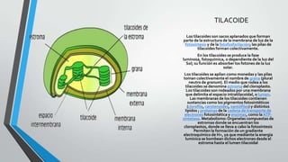 TILACOIDE
Los tilacoides son sacos aplanados que forman
parte de la estructura de la membrana de luz de la
fotosíntesis y de la fotofosforilación; las pilas de
tilacoides forman colectivamente.
En los tilacoides se produce la fase
luminosa, fotoquímica, o dependiente de la luz del
Sol; su función es absorber los fotones de la luz
solar.
Los tilacoides se apilan como monedas y las pilas
toman colectivamente el nombre de grana (plural
neutro de granum). El medio que rodea a los
tilacoides se denomina estroma del cloroplasto.
Los tilacoides son rodeados por una membrana
que delimita el espacio intratilacoidal, o lumen.
Las membranas de los tilacoides contienen
sustancias como los pigmentos fotosintéticos
(clorofila, carotenoides, xantófilas) y distintos
lípidos ; proteínas de la cadena de transporte de
electrones fotosintética y enzimas, como la ATPsintetasa. Metabolismo: Organelas compuestas de
estromas donde se encuentran los
cloroplastos, donde se lleva a cabo la fotosíntesis
Permiten la formación de un gradiente
electroquímico de H+, ya que mediante la energía
lumínica se bombean dichos electrones desde el
estroma hasta el lumen tilacoidal

 