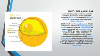 ENVOLTURA NUCLEAR
La envoltura nuclear, membrana nuclear o
carioteca, es una capa porosa (con doble
unidad de membrana) que delimita al núcleo
celular, la estructura característica de las
células eucariotas.
Está formada por dos membranas de distinta
composición proteica: la membrana nuclear
interna (INM) que separa el nucleoplasma del
espacio perinuclear y la membrana nuclear
externa (ENM) que separa este espacio del
citoplasma. Entre ambas membranas se
delimita la cisterna perinuclear, que se
continúa y forma una unidad con el retículo
endoplasmico rugoso. Ambas membranas se
fusionan en numerosos lugares, generando
poros que están ocupados por grandes canales
macromoleculares llamados Complejo del
poro nuclear

 