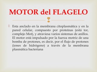 MOTOR del FLAGELO

 Esta anclado en la membrana citoplasmática y en la
pared celular, compuesto por proteínas (está tor,
complejo Mot), y atraviesa varios sistemas de anillos.
El motor está impulsado por la fuerza motriz de una
bomba de protones, es decir, por el flujo de protones
(iones de hidrógeno) a través de la membrana
plasmática bacteriana

 