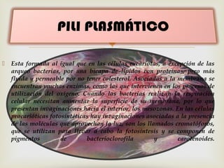


Esta formada al igual que en las células eucariotas, a excepción de las
arqueo bacterias, por una bicapa de lípidos con proteínas, pero más
fluida y permeable por no tener colesterol. Asociadas a la membrana se
encuentran muchas enzimas, como las que intervienen en los procesos de
utilización del oxígeno. Cuando las bacterias realizan la respiración
celular necesitan aumentar la superficie de su membrana, por lo que
presentan invaginaciones hacia el interior, los mesozonas. En las células
procarióticas fotosintéticas hay invaginaciones asociadas a la presencia
de las moléculas que aprovechan la luz, son los llamados cromatóforos,
que se utilizan para llevar a cabo la fotosíntesis y se componen de
pigmentos
de
bacterioclorofila
y
carotenoides.

 