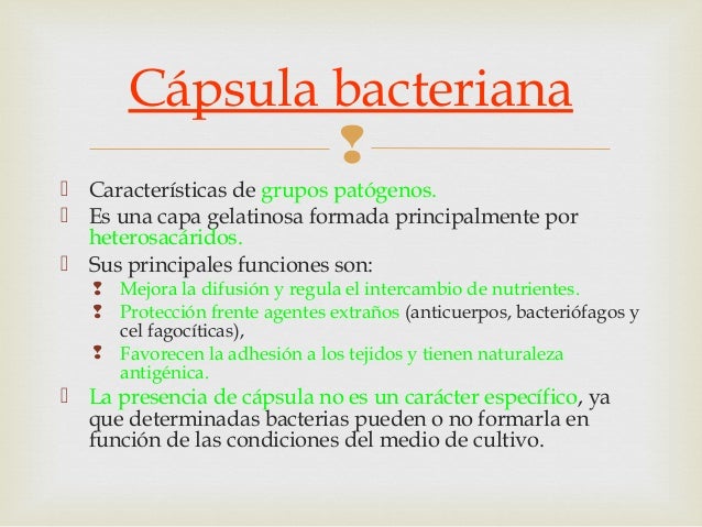 Funcion De La Capsula De La Celula Procariota - Compartir Celular