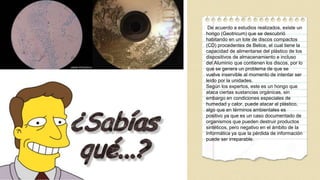 De acuerdo a estudios realizados, existe un
hongo (Geotricum) que se descubrió
habitando en un lote de discos compactos
(CD) procedentes de Belice, el cual tiene la
capacidad de alimentarse del plástico de los
dispositivos de almacenamiento e incluso
del Aluminio que contienen los discos, por lo
que se genera un problema de que se
vuelve inservible al momento de intentar ser
leído por la unidades.
Según los expertos, este es un hongo que
ataca ciertas sustancias orgánicas, sin
embargo en condiciones especiales de
humedad y calor, puede atacar al plástico,
algo que en términos ambientales es
positivo ya que es un caso documentado de
organismos que pueden destruir productos
sintéticos, pero negativo en el ámbito de la
Informática ya que la pérdida de información
puede ser irreparable.
 