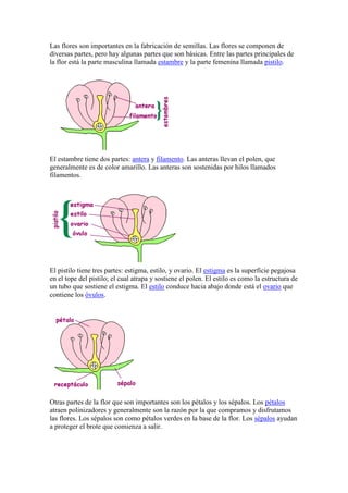 Las flores son importantes en la fabricación de semillas. Las flores se componen de diversas partes, pero hay algunas partes que son básicas. Entre las partes principales de la flor está la parte masculina llamada estambre y la parte femenina llamada pistilo. <br />El estambre tiene dos partes: antera y filamento. Las anteras llevan el polen, que generalmente es de color amarillo. Las anteras son sostenidas por hilos llamados filamentos. <br />El pistilo tiene tres partes: estigma, estilo, y ovario. El estigma es la superficie pegajosa en el tope del pistilo; el cual atrapa y sostiene el polen. El estilo es como la estructura de un tubo que sostiene el estigma. El estilo conduce hacia abajo donde está el ovario que contiene los óvulos. <br />Otras partes de la flor que son importantes son los pétalos y los sépalos. Los pétalos atraen polinizadores y generalmente son la razón por la que compramos y disfrutamos las flores. Los sépalos son como pétalos verdes en la base de la flor. Los sépalos ayudan a proteger el brote que comienza a salir. <br />Las flores pueden tener todas las partes masculinas, todas las femeninas, o una combinación. Las flores con todas las partes masculinas, o todas femeninas son llamadas imperfectas, tales como: (los pepinos, calabaza y melones.) Las flores que tienen partes masculinas y femeninas se llaman perfectas (las rosas, lirios, diente de león.) <br />