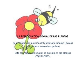 LA REPRODUCCIÓN SEXUAL DE LAS PLANTAS
Se produce por la unión del gameto femenino (óvulo)
y el gameto masculino (polen)
Esta reproducción sexual, se da solo en las plantas
CON FLORES.

 