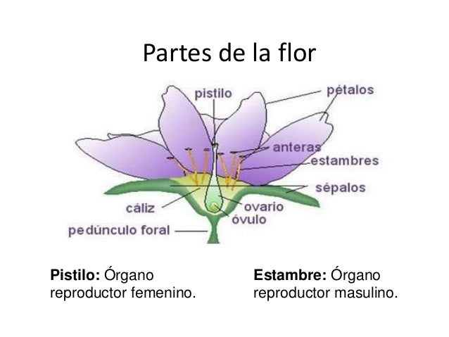 Resultado de imagen de organos reproductores dela planta