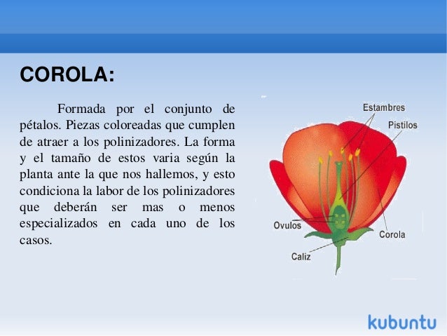 Partes de la flor (presentacion)