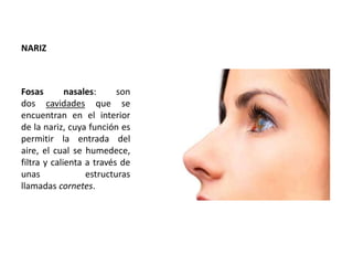NARIZ 
Fosas nasales: son 
dos cavidades que se 
encuentran en el interior 
de la nariz, cuya función es 
permitir la entrada del 
aire, el cual se humedece, 
filtra y calienta a través de 
unas estructuras 
llamadas cornetes. 
 